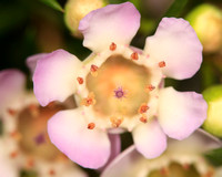 Wax Flower